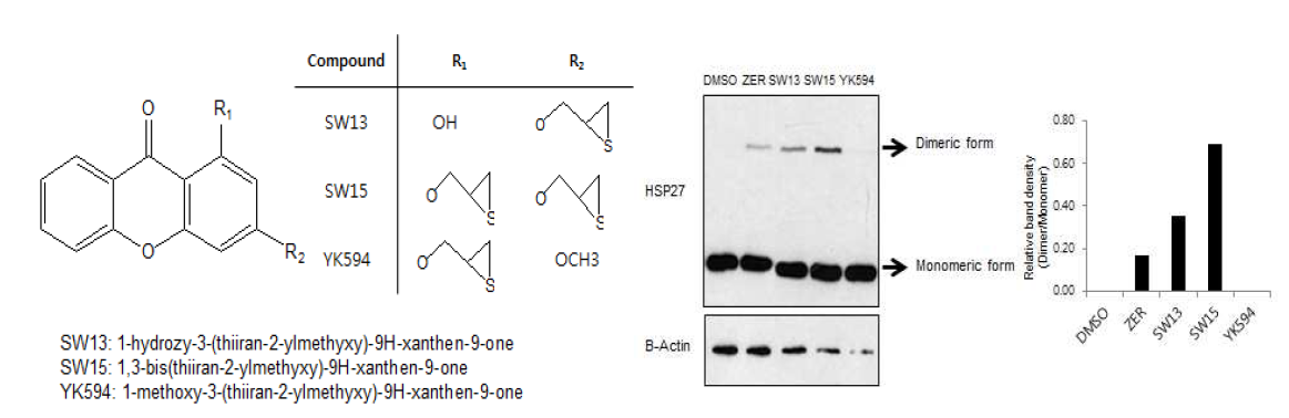 Xanthone 구조를 가진 화합물의 SAR에 따른 HSP27 단백의 Altered dimerization 유도능력의 차이.