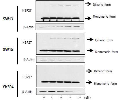 Xanthone 화합물의 용량의존적 HSP27의 altered dimerization효과.