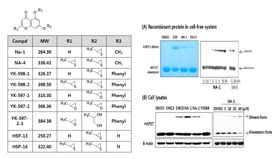 스크리닝을 한 Chromone 구조 화합물의 구조 및 HSP27 단백질(cell free system) 및 세포시스템 (NCI-H460 cell lysate)을 이용한 이형화 형성능 스크리닝 다양한 chromone 구조의 화합물 스크리닝을 통한 NA-1 의 도출.