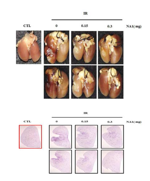 방사선 75 Gy 조사후 HSP27 저해제 선 도물질 NA1의 용량별(0.15, 0.3 mg) 폐조직의 gross image.