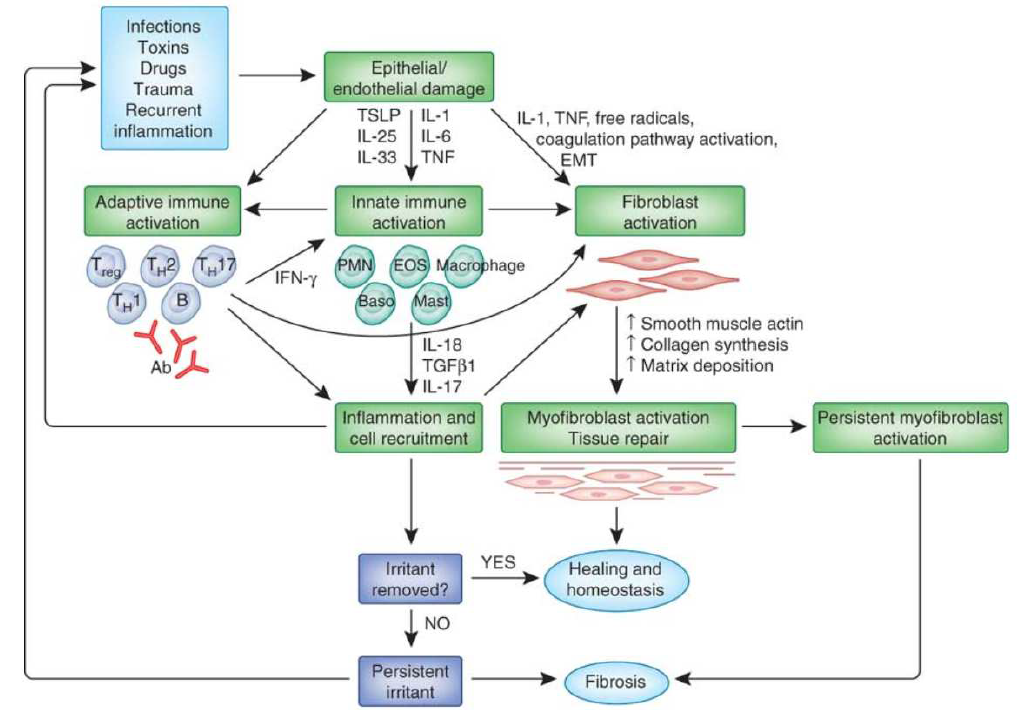 염증 반응과 면역 T 세포의 섬유화 조절