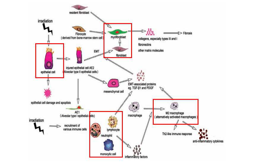 조직섬유화의 대표적 과정인 염증과 EMT
