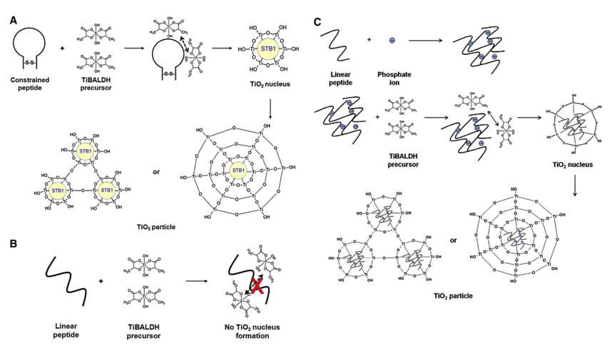 고리형 펩타이드 STB1에 의해 매개되는 TiO2 생물무기질화 반응 모식도