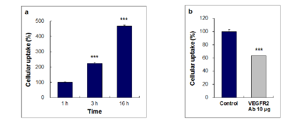 시간에 비례하여 64Cu-표지 다젓영상프로브 섭취 증가(a); VEGFR2 항체를 함께 배양한 억제실험(b)