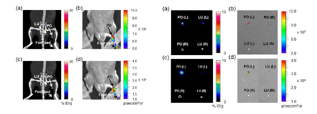마우스 림프절 PET/CT/optical 영상 및 주요조직(슬와림프절 및 요추림프절)의 ex vivo PET/optical 영상. a, c (PET/CT 영상); b (optical 영상); d (Cerenkov luminescence 영상)