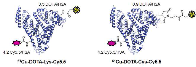 64Cu-DOTA-HSA-Cy5.5의 구조