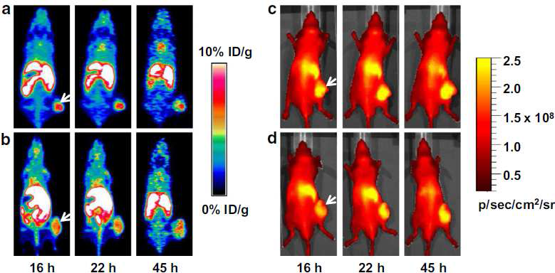 RR1022 종양 마우스에서 64Cu-표지 다젓영상프로브의 PET/Optical 영상: 64Cu-DOTA-Lys-HSA-Cy5.5(a, c); 64Cu-DOTA-Cys-HSA-Cy5.5(b, d)
