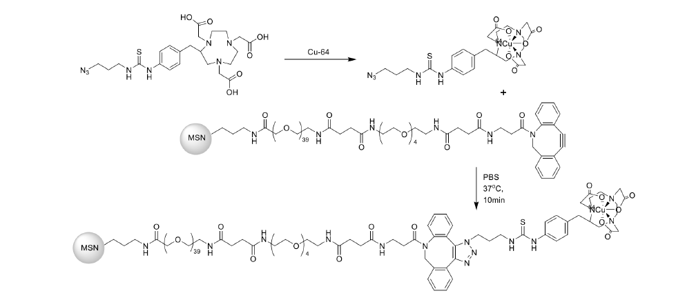 MSN-PEG-NOTA-64Cu의 합성