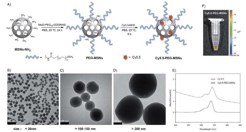 (A) Schematic diagram of the preparation of Cy5.5 conjugated PEGylated MSNs (Cy5.5-PEG-MSNs). (B) 30 nm, (C) 100􍾢150 nm, (D) >300 nm; (E) UV-VIS spectra of Cy5.5 and Cy5.5-PEG-MSNs; (F) optical image of Cy5.5-PEG-MSNs