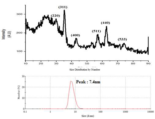 합성된 산화철 나노입자의 XRD data (upper)와 DLS data (bottom)