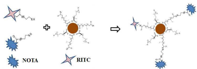 연구방법 1의 산화철 NOTA, RITC conjugation 모식도