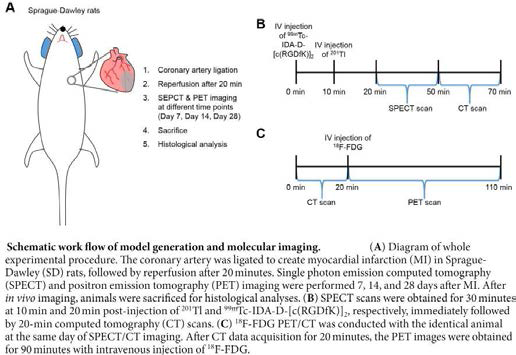 Myocardial infaction 랫트모델에서의 심근 활성화 정도 평가