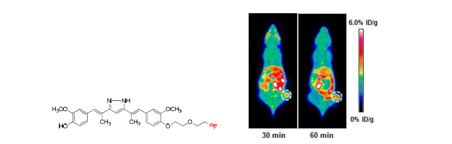 커큐민 기반 분자영상프로브를 주사한 종양 영상 마우스의 microPET 영상