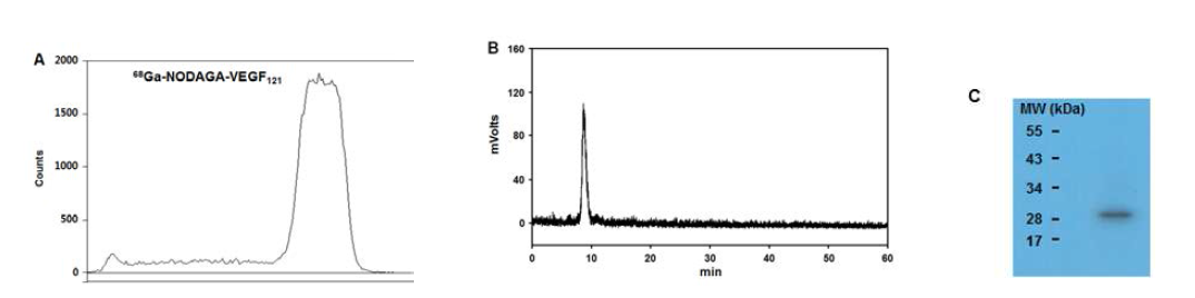 68Ga-NODAGA-VEGF121의 방사화학적 순도: paper chromtography (68Ga-NODAGA-VEGF121 (Rf = 1), 68Ga-colloid (Rf = 0)) (A); size-exclusion HPLC (B); SDS-PAGE 분석 (C)