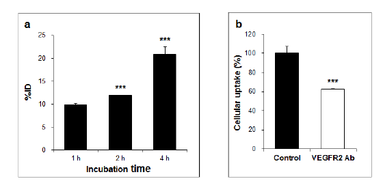 시간에 비례하여 68Ga-NODAGA-VEGF121 섭취 증가(a); VEGFR2 항체를 함께 배양한 억제실험(b)