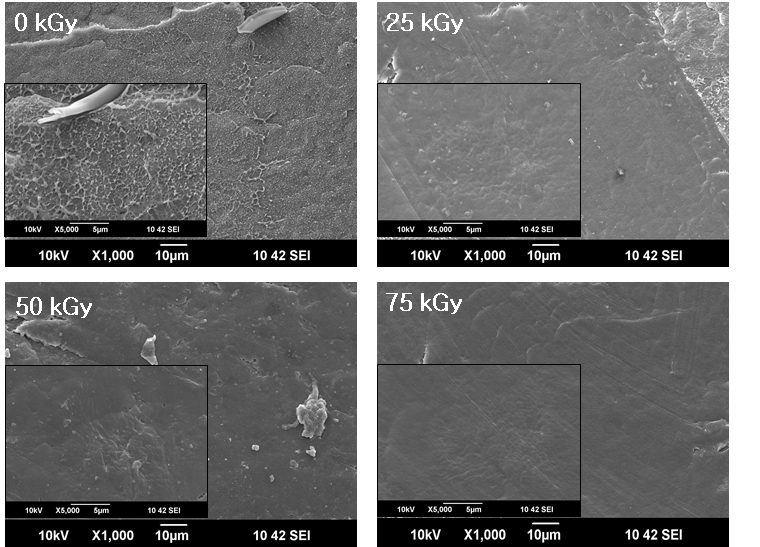 방사선 조사량에 따른 폐PU 분말 (3 phr)이 첨가된 HDPE의 FE-SEM 이미지