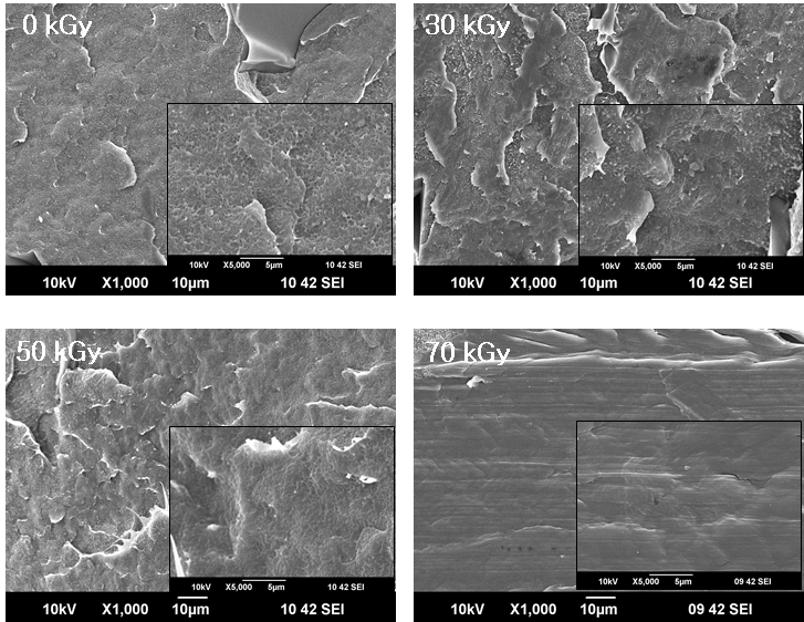 방사선 조사량에 따른 폐PU 분말 (1 phr)이 첨가된 HDPE의 FE-SEM 이미지