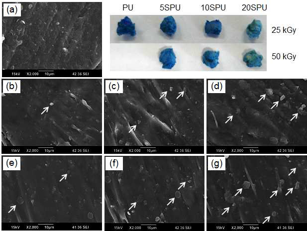 방사선 선량에 따른 스타이렌이 그라프팅된 폴리우레탄의 FE-SEM 이미지; a) PU, (b) 5SPU25, (c) 10SPU25, (d) 20SPU25, (e) 5SPU50, (f) 10SPU50, and (g) 20SPU50