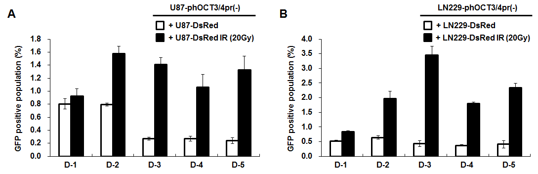 방사선 조사된 세포와 공배양 후 GFP(+) 세포로 전변 능력 확인