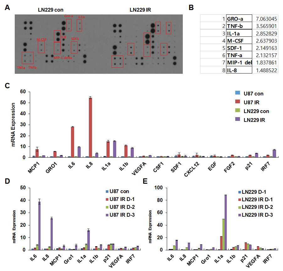 방사선 조사된 세포의 cytokine array를 통한 다양한 유전자의 발현 변화 확인
