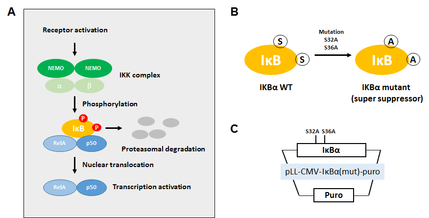 NFκB 신호기전과 신호 억제 vector system 구축