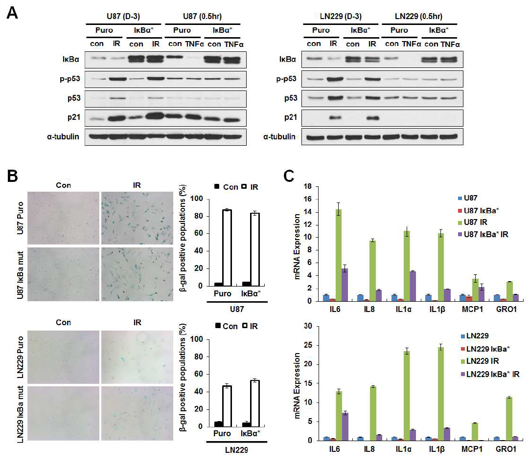 pLL-CMV-IκBα(mut)-puro 벡터를 과 발현 시킨 후 방사선 조사 후 다양한 세포 생물학적 특징 확인