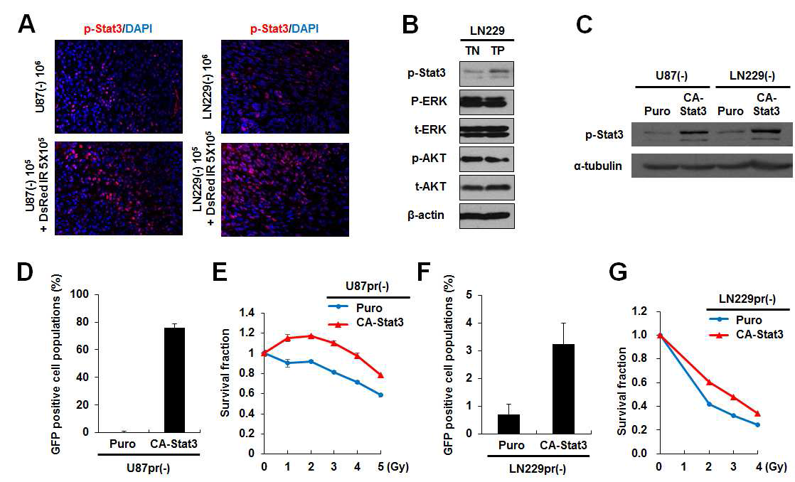 GFP(+) 세포에서 활성화 되어 있는 STAT3 신호기전과 방사선 저항성