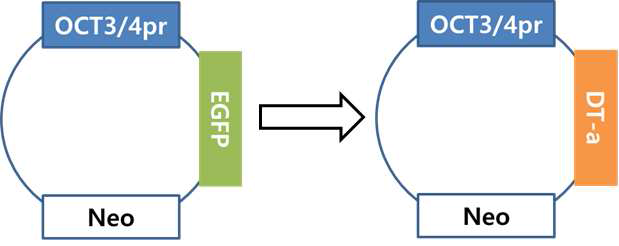 hOCT4promoter-DT-a vector 시스템