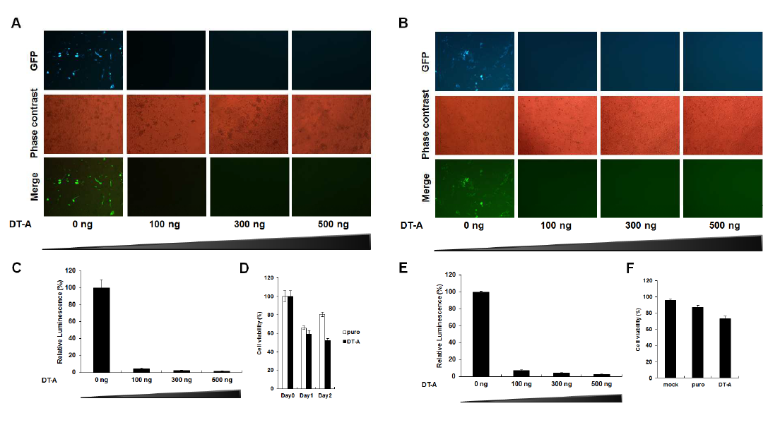 Diphtheria toxin-a 세포자살시스템의 in vitro 기능 확인