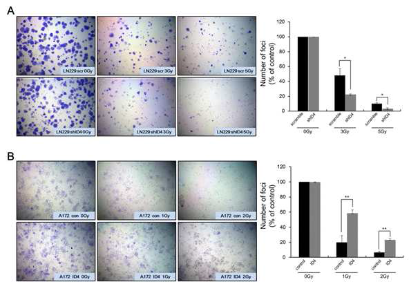 ID4 knockdown, 과발현 세포주의 방사선 저항성 확인