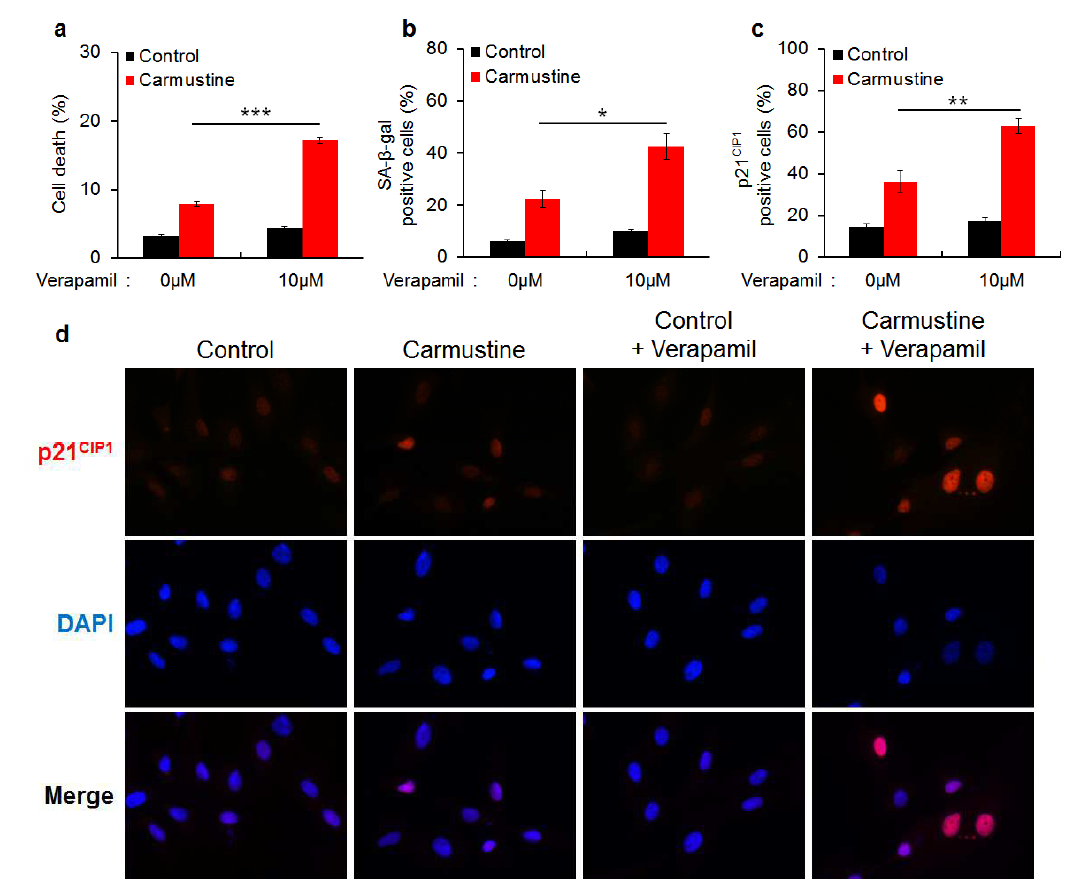 Verapamil이 carmustine에 의한 신경교종세포 노화를 증가시킴을 확인함.