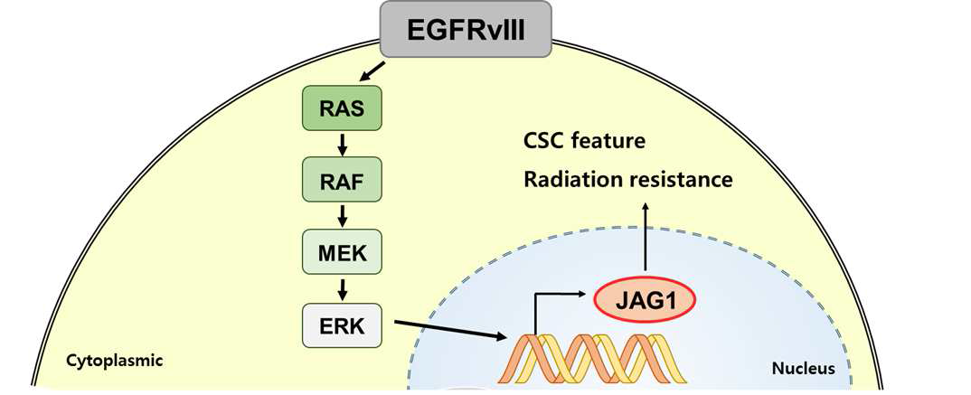 신경교종 줄기세포 특성을 나타내는 EGFR-JAGGED1 신호기전 모식도