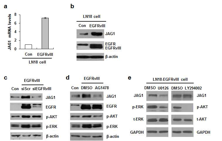 EGFR-MAPK신호에 의한 JAG1 발현 증가