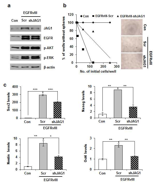 EGFRvIII는 JAG1을 통해 신경교종줄기세포 능력을 부여함