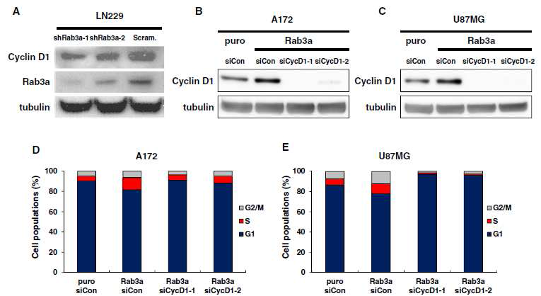Rab3a가 cyclinD1을 통한 세포 성장 촉진 기전 규명