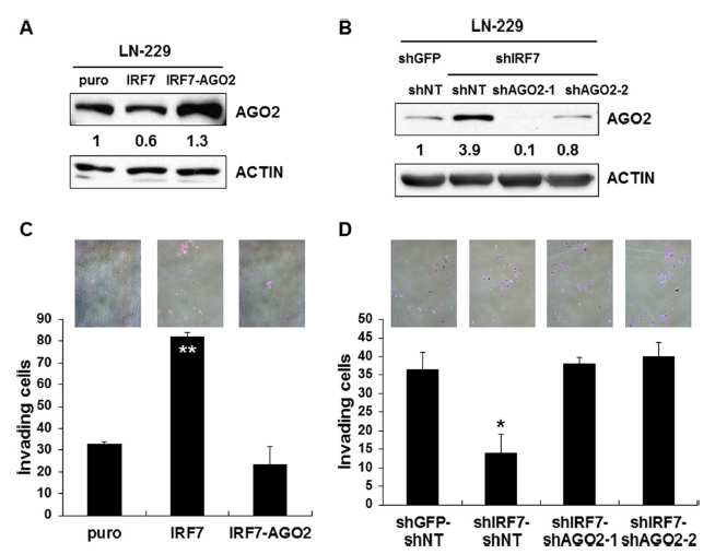 IRF7이 AGO2발현을 억제함으로써 침윤 능력을 증가
