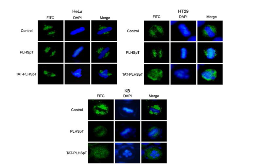 [Cell cycle analysis of TAT-PLHSpT (10 μM) in HeLa, HT29, and KB cells after 24 h. Centrosomal and spindle abnormalities were found in cancer cells with the peptide (magnification × 600)]