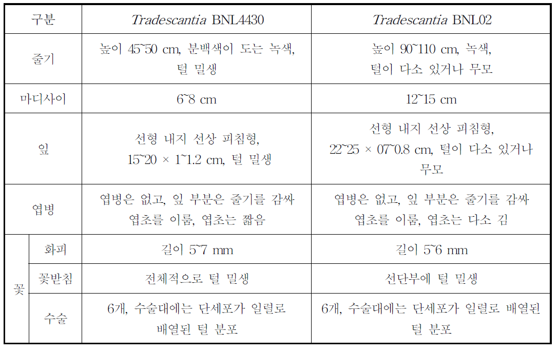 Tradescantia BNL4430과 BNLO2의 주요 식별 형질