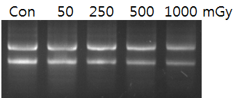 방사선 조사 후 자주달개비 꽃잎에서 추출한 RNA 전기영동 결과