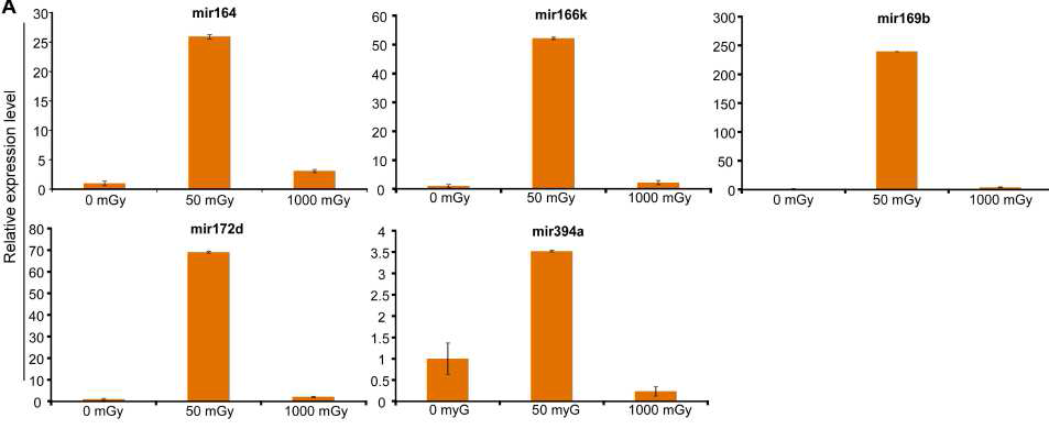 자주달개비에서 50mGy에 특이적으로 발현하는 microRNA의 qRT-PCR 분석