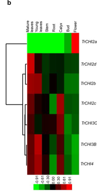자주달개비에서 각 조직별 chalcone Isomerase-like gene의 발현을 토대로 한 heat map 작성