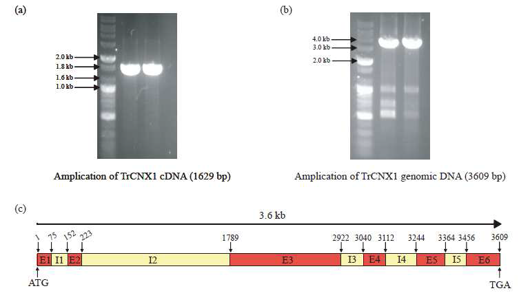 자주달개비 BNL 4430의 Calnexin1 유전자의 cDNA(a), genomic DNA(b) 및 유전자 내 exon과 intron의 구조(c)