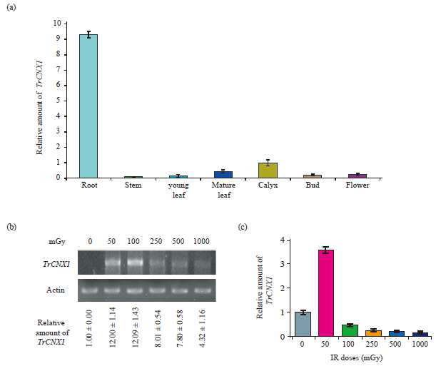 자주달개비의 각 조직별 calnexin1 유전자의 발현량(a)과 선량별 방사선 조사시 화서부분에서의 calnexin 발현량 검증(b, c)