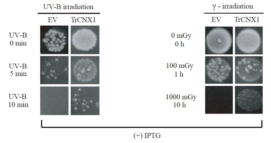 UV-B와 γ선 처리시 생장 억제 저해 효과 확인