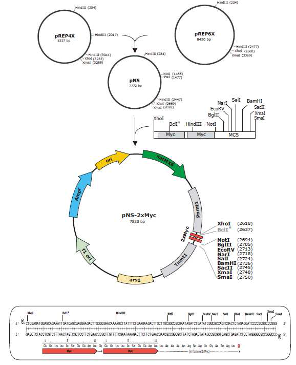 Schizomycetes pombe 에 자주달개비의 calnexin1 유전자를 형질전환 하기위해 제작한 vector 정보