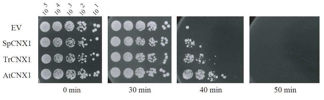 S. pombe 에 형질전환 시킨 효모, 자주달개비, 애기장대 calnexin1 유전자의 UV-B에서 생장 억제 저해효과 확인