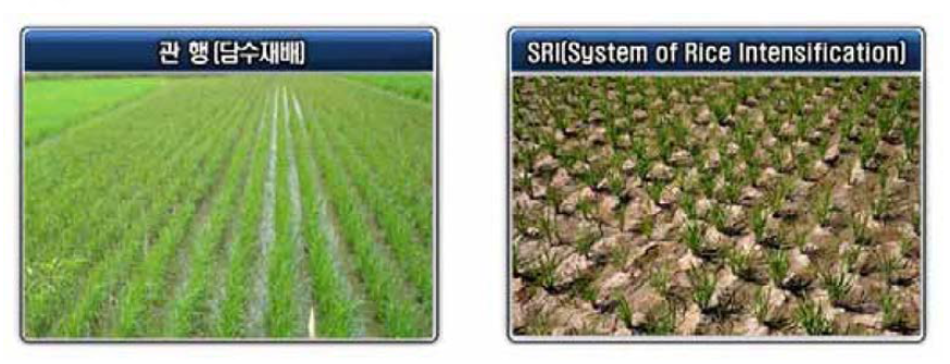 담수재배와 SRI 농법