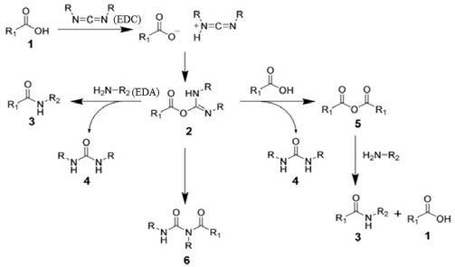 Carbodiimide 의 존재하에서 Carboxylic acid 와 amine 의 amide 형성 반응 메커니즘