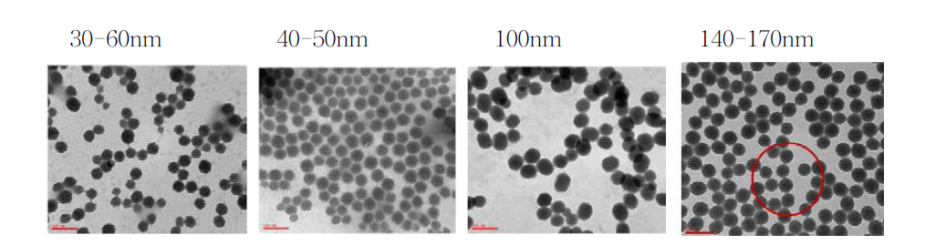 사이즈별 MSN 나노입자의 TEM 사진