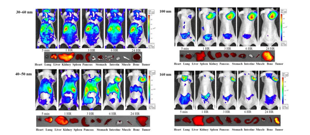 U87MG 종양모델에 크기별 MSN 나노입자를 주입한 후의 광학영상 사진 및 MSN 나노입자 주사한 후 24시간 후 마우스의 Ex-vivo 광학영상 사진